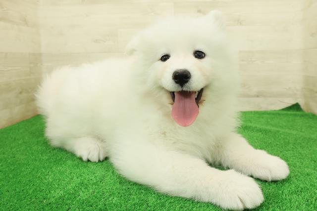東京都のサモエド (Coo&RIKU中野サンモール店/2025年12月23日生まれ/女の子/ホワイト)の子犬の3枚目の画像
