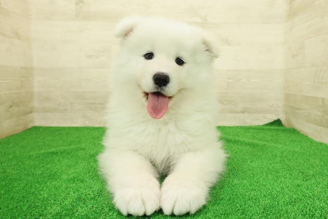 神奈川県のサモエド (Coo&RIKU江の島店/2025年12月23日生まれ/女の子/ホワイト)の子犬の1枚目の画像