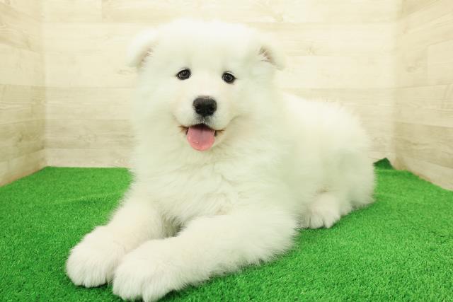 神奈川県のサモエド (Coo&RIKU江の島店/2025年12月23日生まれ/女の子/ホワイト)の子犬の2枚目の画像