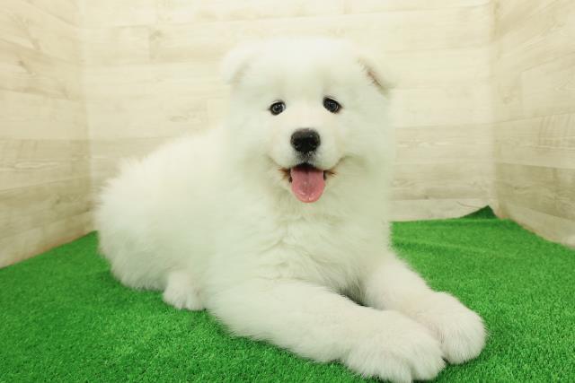 神奈川県のサモエド (Coo&RIKU江の島店/2025年12月23日生まれ/女の子/ホワイト)の子犬の3枚目の画像