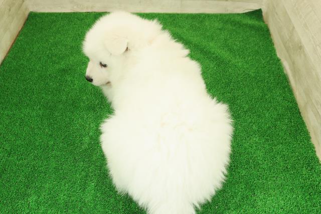 神奈川県のサモエド (Coo&RIKU江の島店/2025年12月23日生まれ/女の子/ホワイト)の子犬の4枚目の画像