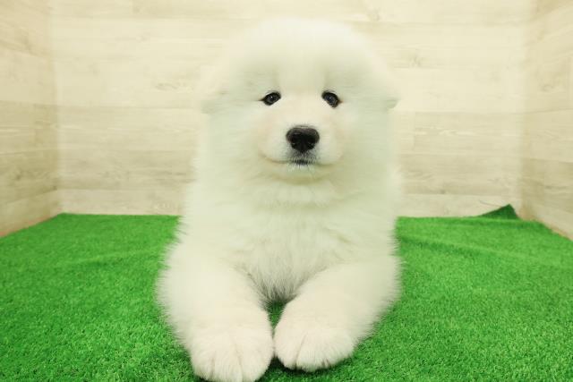 東京都のサモエド (Coo&RIKU武蔵小山店/2025年12月23日生まれ/女の子/ホワイト)の子犬の1枚目の画像