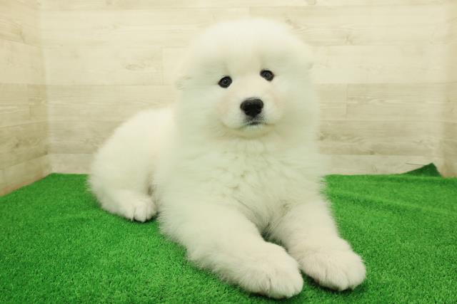 東京都のサモエド (Coo&RIKU武蔵小山店/2025年12月23日生まれ/女の子/ホワイト)の子犬の3枚目の画像