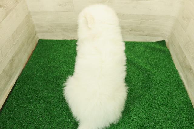 東京都のサモエド (Coo&RIKU武蔵小山店/2025年12月23日生まれ/女の子/ホワイト)の子犬の4枚目の画像