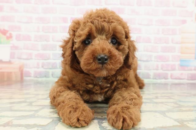 神奈川県のトイプードル(トイ) (Coo&RIKU小田原店/2025年12月23日生まれ/男の子/レッド)の子犬の1枚目の画像