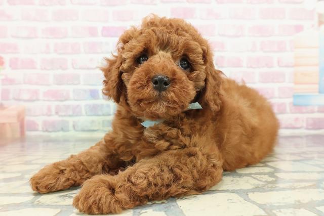 神奈川県のトイプードル(トイ) (Coo&RIKU小田原店/2025年12月23日生まれ/男の子/レッド)の子犬の2枚目の画像