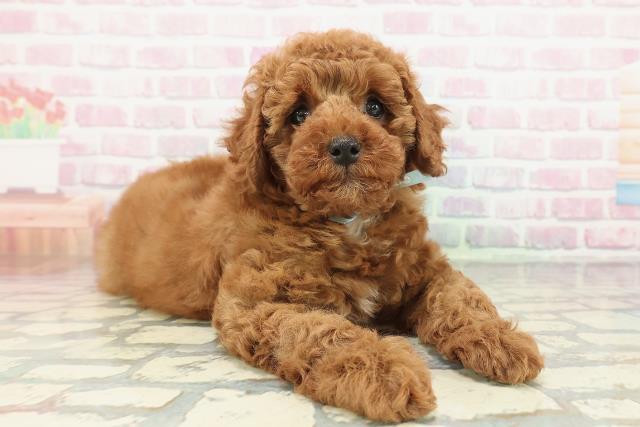 神奈川県のトイプードル(トイ) (Coo&RIKU小田原店/2025年12月23日生まれ/男の子/レッド)の子犬の3枚目の画像