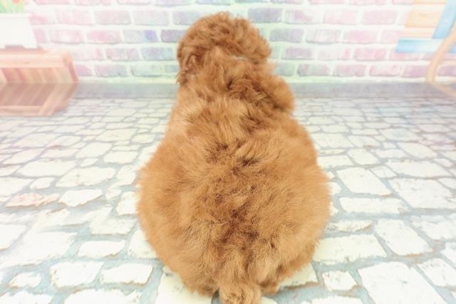 神奈川県のトイプードル(トイ) (Coo&RIKU小田原店/2025年12月23日生まれ/男の子/レッド)の子犬の4枚目の画像