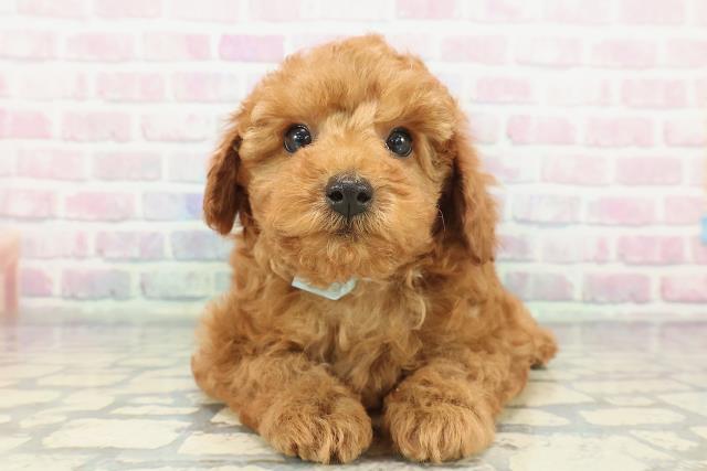 東京都のトイプードル(トイ) (Coo&RIKU立川店/2025年12月23日生まれ/男の子/レッド)の子犬の1枚目の画像