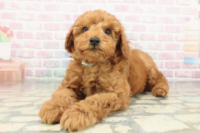 東京都のトイプードル(トイ) (Coo&RIKU立川店/2025年12月23日生まれ/男の子/レッド)の子犬の2枚目の画像