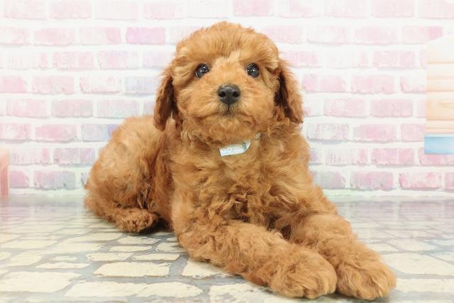 東京都のトイプードル(トイ) (Coo&RIKU立川店/2025年12月23日生まれ/男の子/レッド)の子犬の3枚目の画像