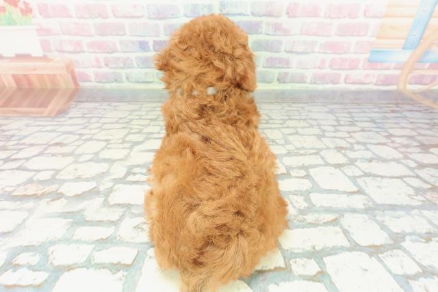 東京都のトイプードル(トイ) (Coo&RIKU立川店/2025年12月23日生まれ/男の子/レッド)の子犬の4枚目の画像