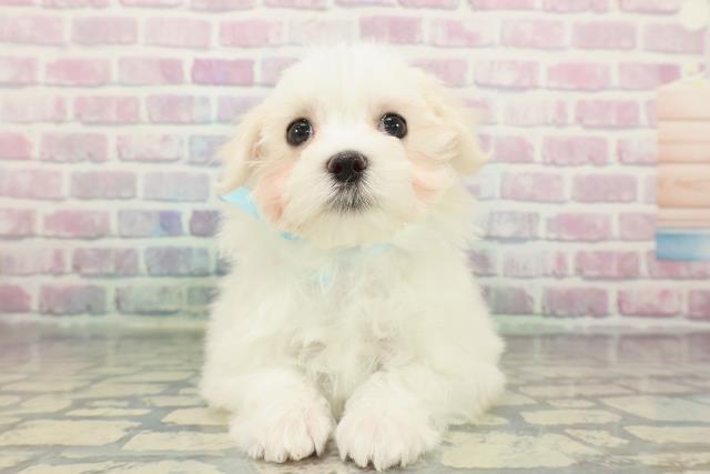 神奈川県のマルチーズ (Coo&RIKU江の島店/2025年12月23日生まれ/男の子/ホワイト)の子犬の1枚目の画像