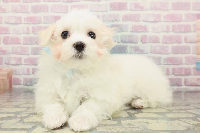 神奈川県のマルチーズ (Coo&RIKU江の島店/2025年12月23日生まれ/男の子/ホワイト)の子犬の2枚目の画像