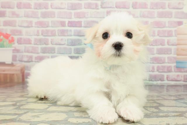 神奈川県のマルチーズ (Coo&RIKU江の島店/2025年12月23日生まれ/男の子/ホワイト)の子犬の3枚目の画像