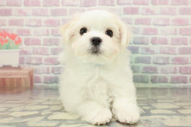 東京都のマルチーズ (Coo&RIKU福生店/2025年12月23日生まれ/男の子/ホワイト)の子犬の1枚目の画像