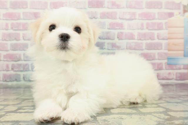 東京都のマルチーズ (Coo&RIKU福生店/2025年12月23日生まれ/男の子/ホワイト)の子犬の2枚目の画像