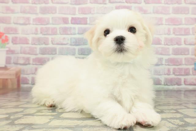 東京都のマルチーズ (Coo&RIKU福生店/2025年12月23日生まれ/男の子/ホワイト)の子犬の3枚目の画像