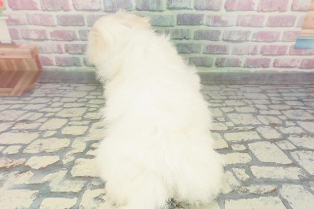 東京都のマルチーズ (Coo&RIKU福生店/2025年12月23日生まれ/男の子/ホワイト)の子犬の4枚目の画像