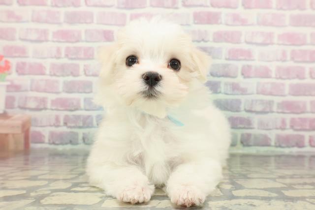 東京都のマルチーズ (Coo&RIKU府中店/2025年12月23日生まれ/男の子/ホワイト)の子犬の1枚目の画像