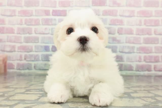 神奈川県のマルチーズ (Coo&RIKU小田原店/2025年12月23日生まれ/女の子/ホワイト)の子犬の1枚目の画像