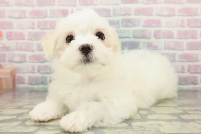神奈川県のマルチーズ (Coo&RIKU小田原店/2025年12月23日生まれ/女の子/ホワイト)の子犬の2枚目の画像