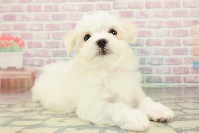 神奈川県のマルチーズ (Coo&RIKU小田原店/2025年12月23日生まれ/女の子/ホワイト)の子犬の3枚目の画像