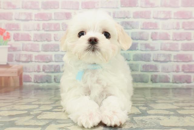 東京都のマルチーズ (Coo&RIKU広尾店/2025年12月24日生まれ/男の子/ホワイト)の子犬の1枚目の画像