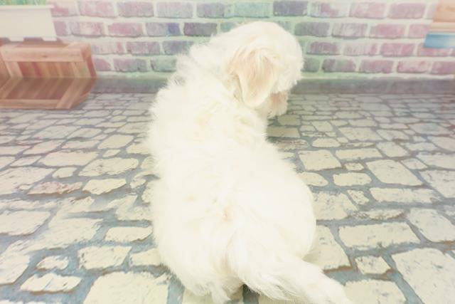 東京都のマルチーズ (Coo&RIKU広尾店/2025年12月24日生まれ/男の子/ホワイト)の子犬の4枚目の画像