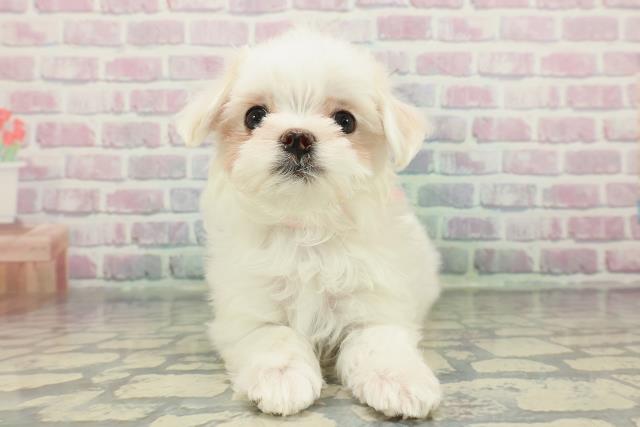 東京都のマルチーズ (Coo&RIKU三軒茶屋店/2025年12月24日生まれ/女の子/ホワイト)の子犬の1枚目の画像