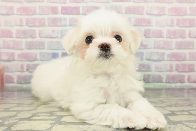 東京都のマルチーズ (Coo&RIKU三軒茶屋店/2025年12月24日生まれ/女の子/ホワイト)の子犬の3枚目の画像