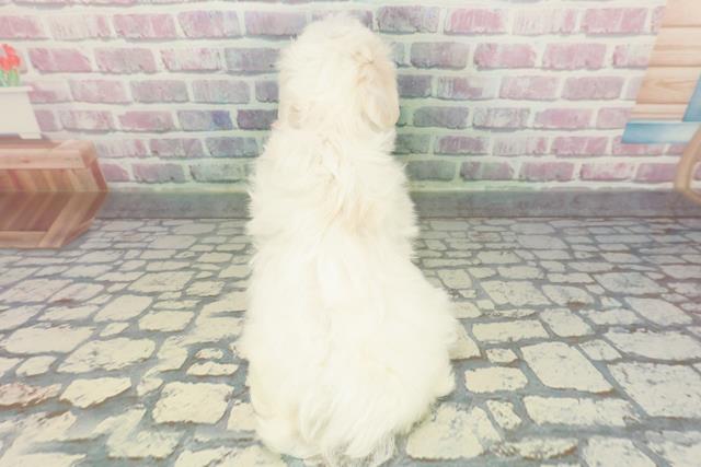 東京都のマルチーズ (Coo&RIKU三軒茶屋店/2025年12月24日生まれ/女の子/ホワイト)の子犬の4枚目の画像