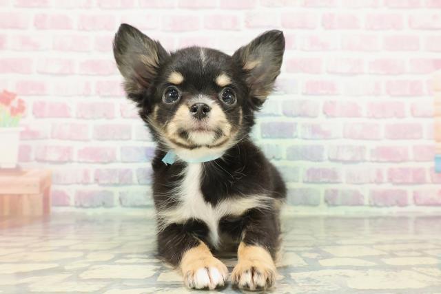 東京都のチワワ(ロング) (Coo&RIKU武蔵小山店/2025年12月16日生まれ/男の子/ブラックタンホワイト)の子犬の1枚目の画像