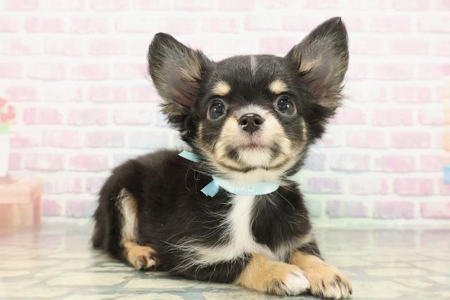 東京都のチワワ(ロング) (Coo&RIKU武蔵小山店/2025年12月16日生まれ/男の子/ブラックタンホワイト)の子犬の3枚目の画像