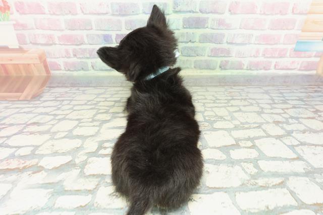 東京都のチワワ(ロング) (Coo&RIKU武蔵小山店/2025年12月16日生まれ/男の子/ブラックタンホワイト)の子犬の4枚目の画像