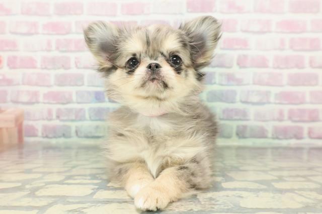 東京都のチワワ(ロング) (Coo&RIKU新小岩店/2025年12月21日生まれ/女の子/ブルーマール)の子犬の1枚目の画像