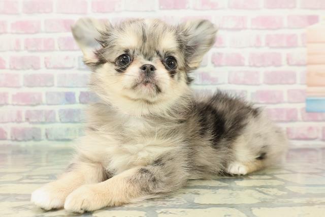 東京都のチワワ(ロング) (Coo&RIKU新小岩店/2025年12月21日生まれ/女の子/ブルーマール)の子犬の2枚目の画像