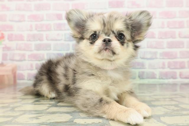 東京都のチワワ(ロング) (Coo&RIKU新小岩店/2025年12月21日生まれ/女の子/ブルーマール)の子犬の3枚目の画像