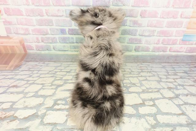 東京都のチワワ(ロング) (Coo&RIKU新小岩店/2025年12月21日生まれ/女の子/ブルーマール)の子犬の4枚目の画像