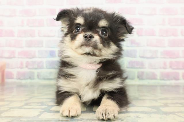 東京都のチワワ(ロング) (Coo&RIKU中野サンモール店/2025年12月21日生まれ/女の子/ブルーマール)の子犬