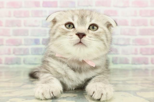 東京都のスコティッシュフォールド (Coo&RIKU三軒茶屋店/2025年12月22日生まれ/女の子/シルバータビー)の子猫
