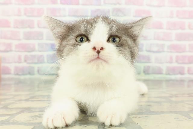 茨城県のスコティッシュフォールド (Coo&RIKU牛久店/2025年12月22日生まれ/女の子/ブラックホワイト)の子猫の1枚目の画像