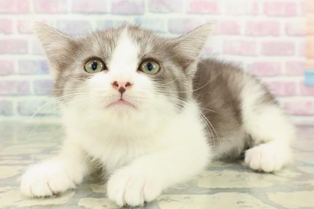 茨城県のスコティッシュフォールド (Coo&RIKU牛久店/2025年12月22日生まれ/女の子/ブラックホワイト)の子猫の2枚目の画像