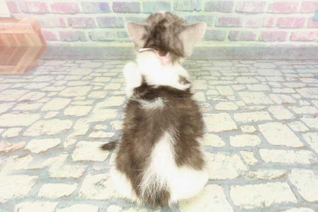 茨城県のスコティッシュフォールド (Coo&RIKU牛久店/2025年12月22日生まれ/女の子/ブラックホワイト)の子猫の4枚目の画像