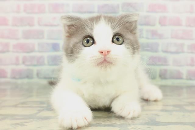 栃木県のスコティッシュフォールド (Coo&RIKU宇都宮店/2025年12月22日生まれ/男の子/ブルーホワイト)の子猫の1枚目の画像