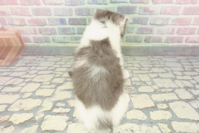 栃木県のスコティッシュフォールド (Coo&RIKU宇都宮店/2025年12月22日生まれ/男の子/ブルーホワイト)の子猫の4枚目の画像