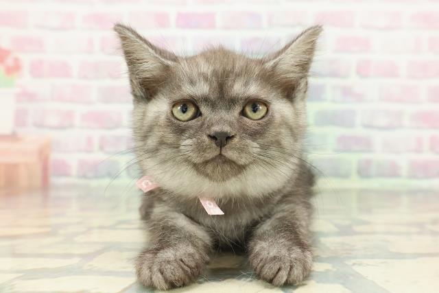 スコティッシュフォールド(立ち耳)