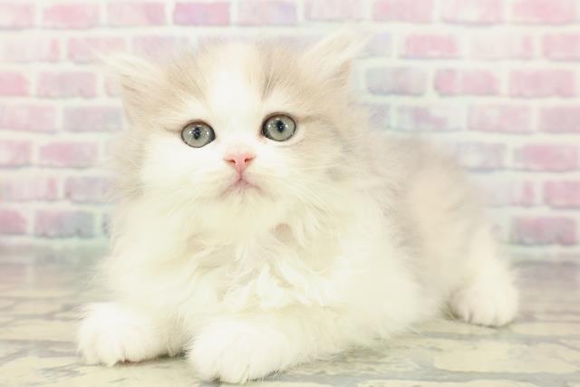 東京都のミヌエット (Coo&RIKU広尾店/2025年12月23日生まれ/女の子/ダイリュートキャリコ)の子猫の2枚目の画像