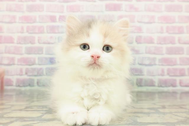 東京都のミヌエット (Coo&RIKU大久保店/2025年12月23日生まれ/女の子/ダイリュートキャリコ)の子猫の1枚目の画像