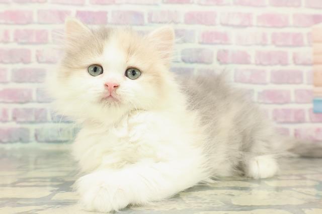 東京都のミヌエット (Coo&RIKU大久保店/2025年12月23日生まれ/女の子/ダイリュートキャリコ)の子猫の2枚目の画像